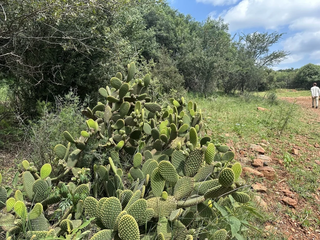 Opuntia Microdasys