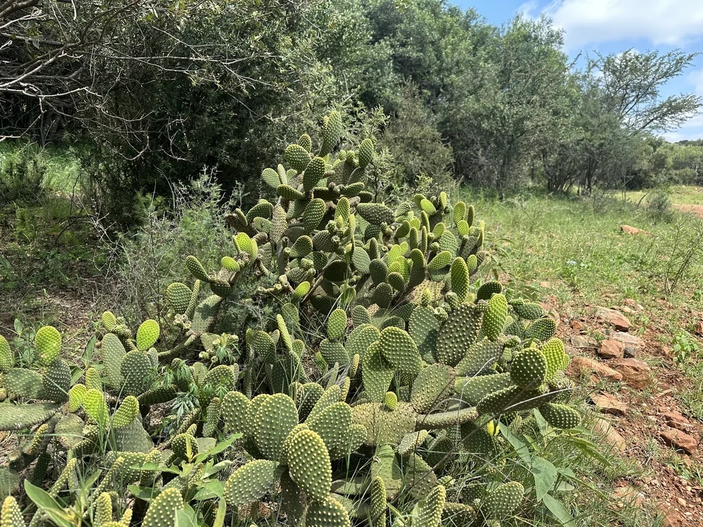 Opuntia Microdasys