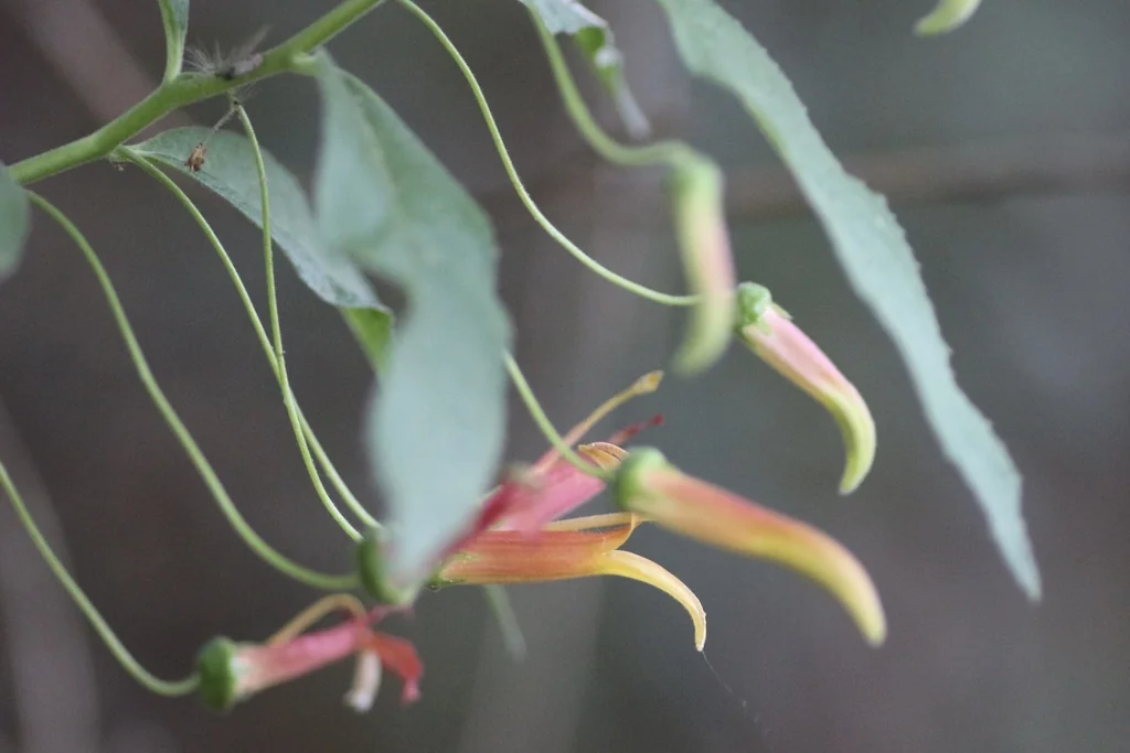 Lobelia Laxiflora