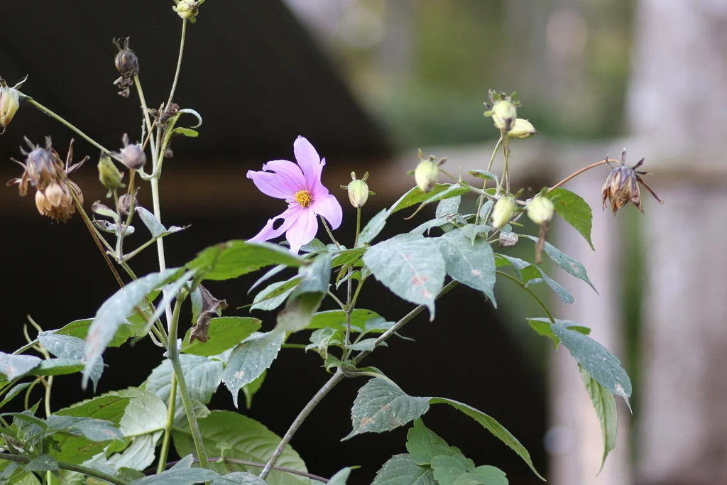 Dahlia Imperialis