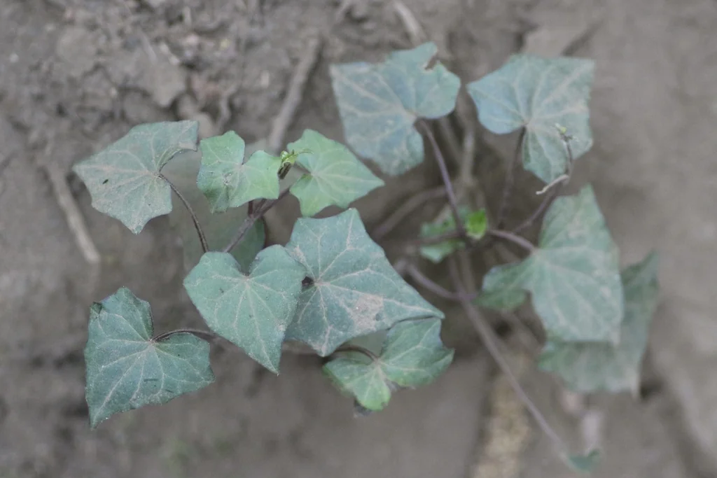 Ipomoea batatas
