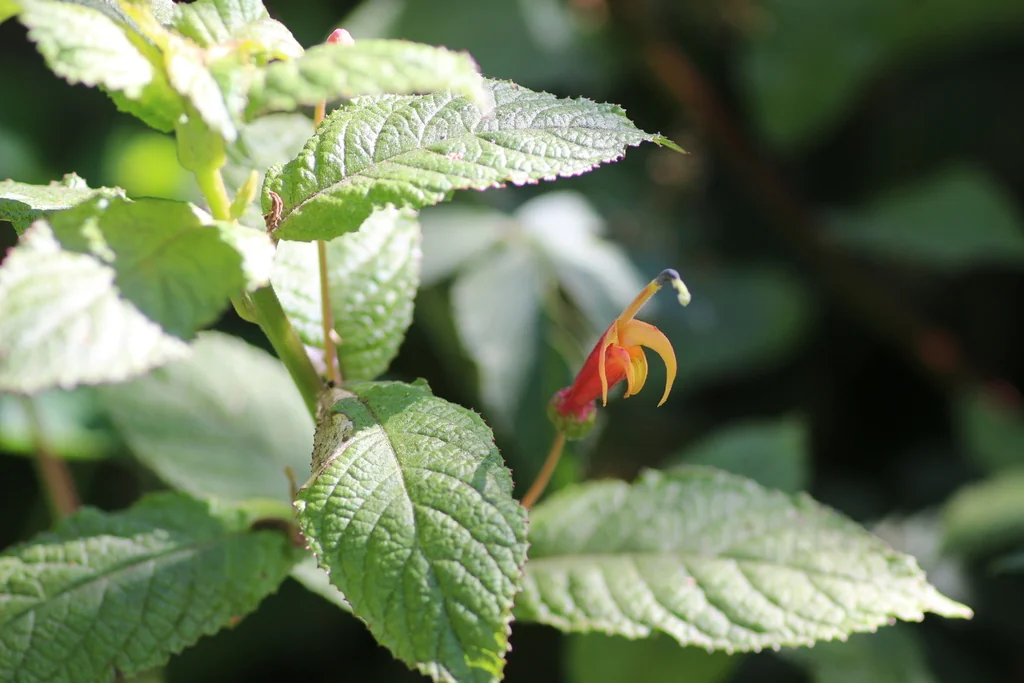 Lobelia Laxiflora