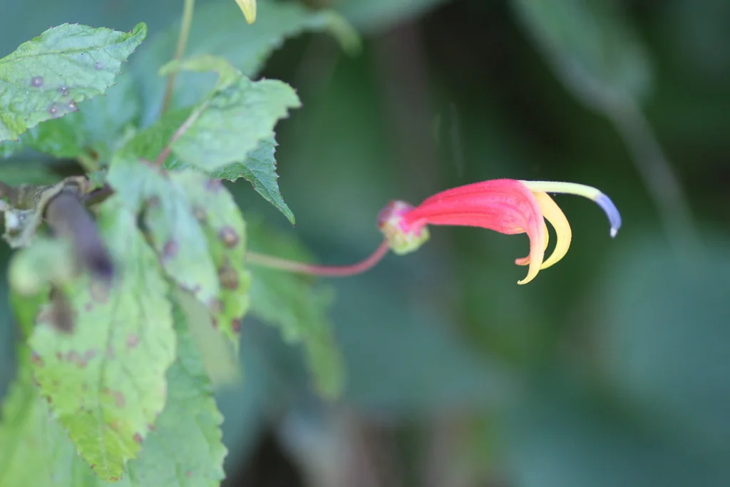 Lobelia Laxiflora