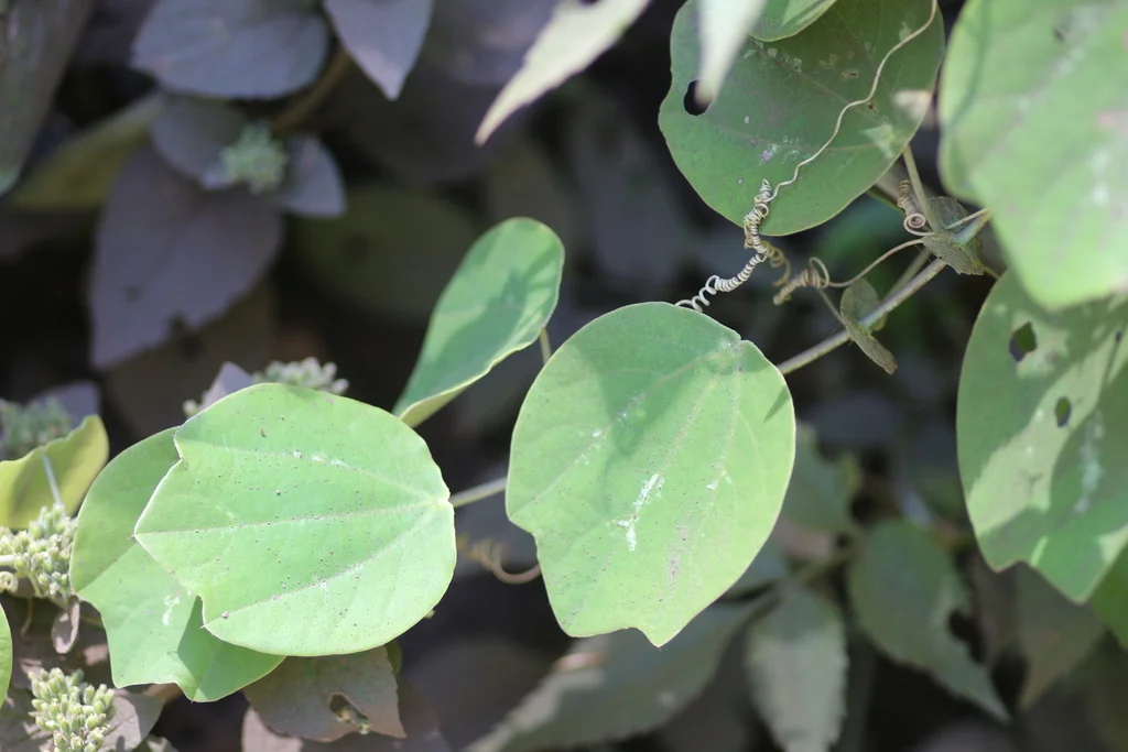 Passiflora Membranacea