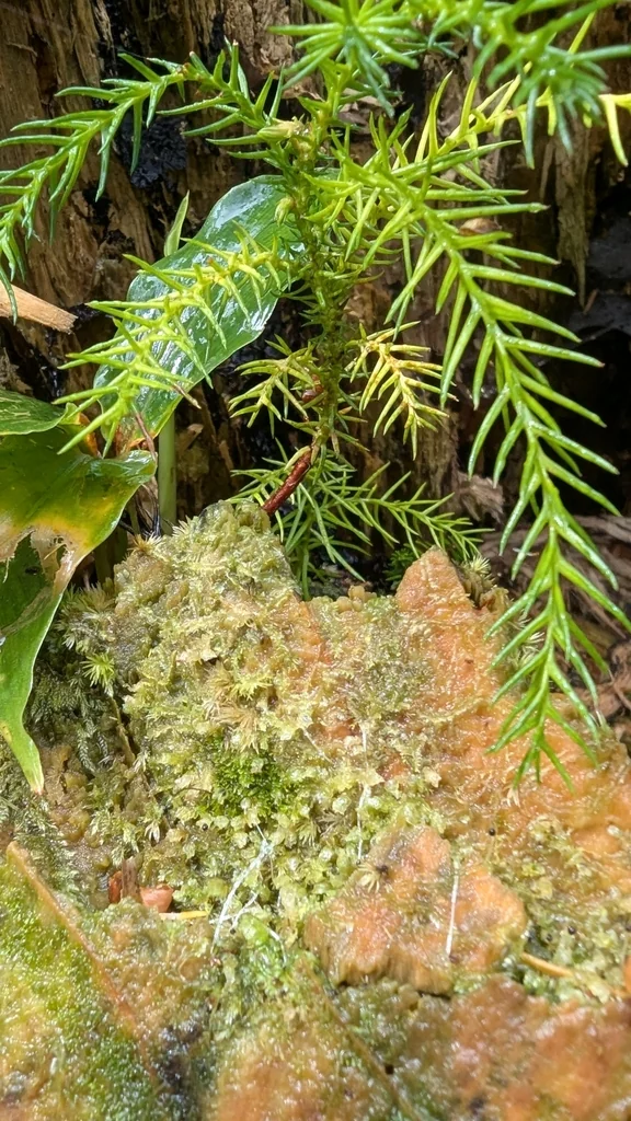 Cryptomeria Japonica