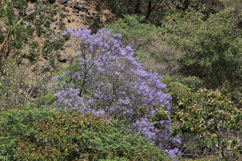 Jacaranda Mimosifolia