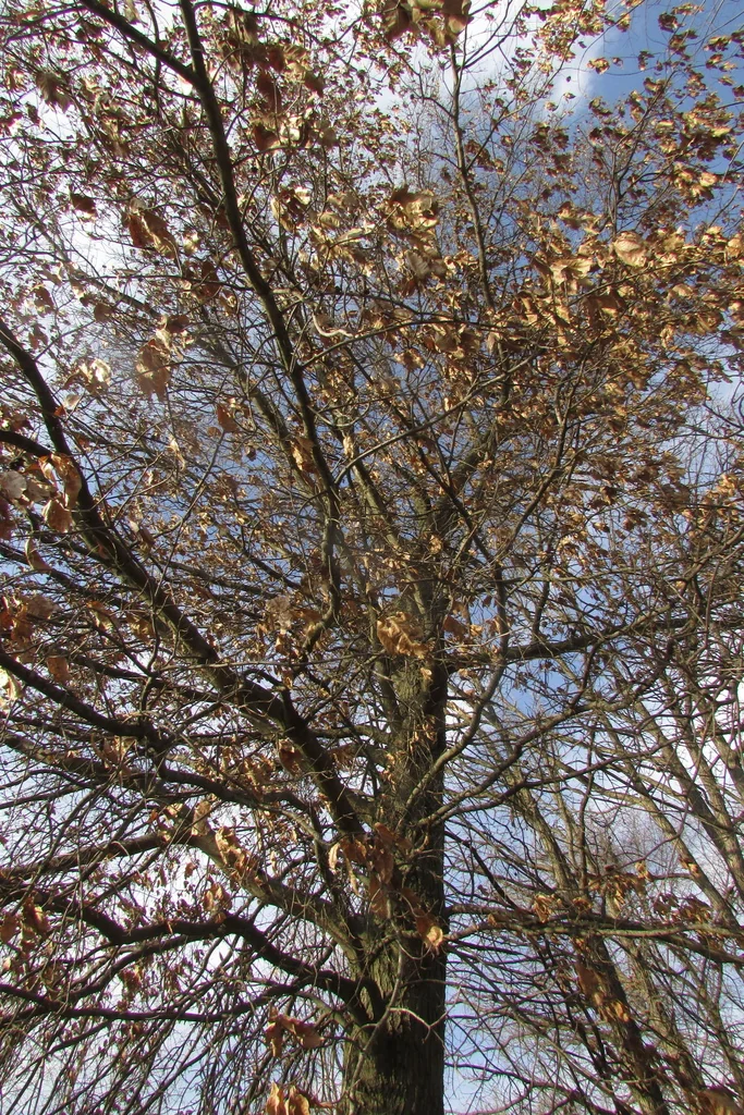 Quercus Imbricaria