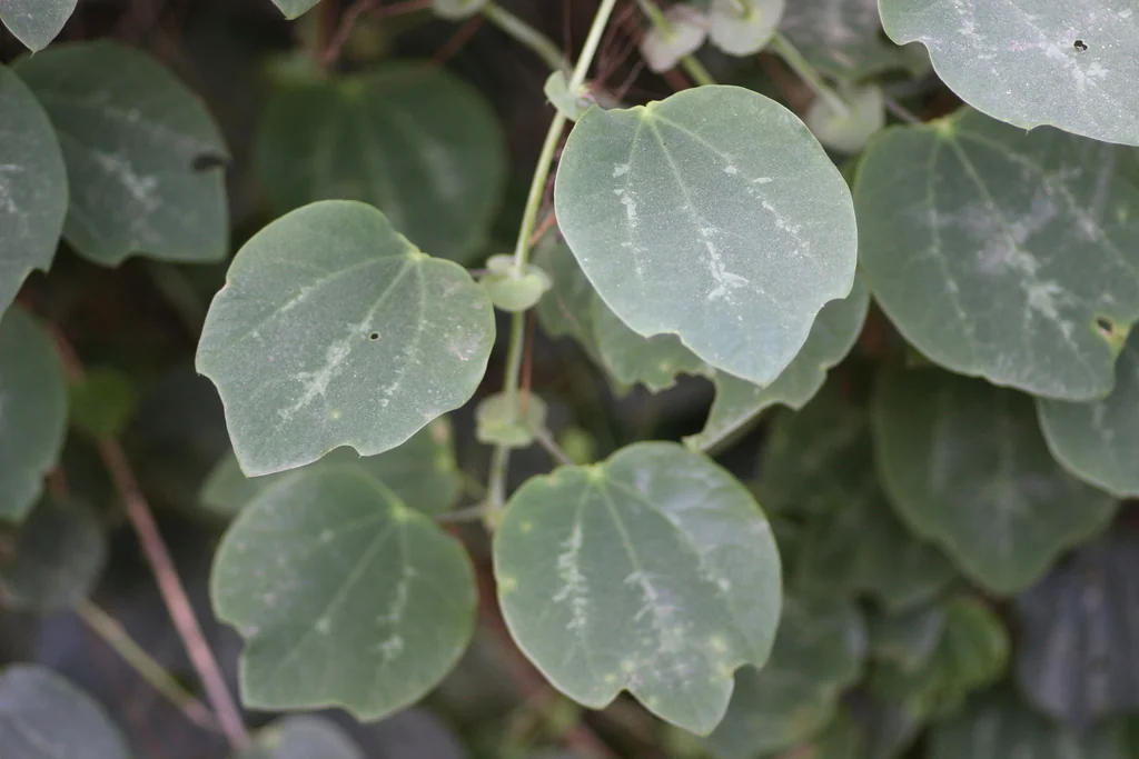 Passiflora Membranacea