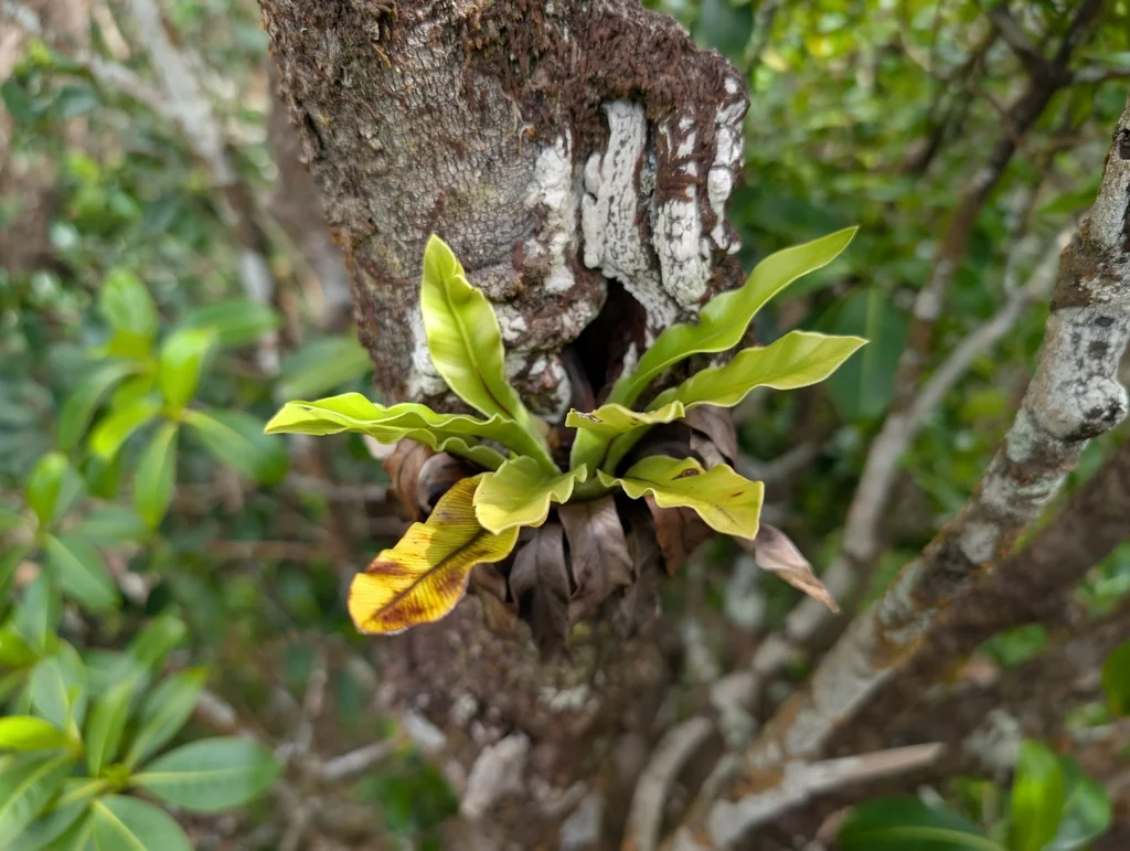 Asplenium Nidus