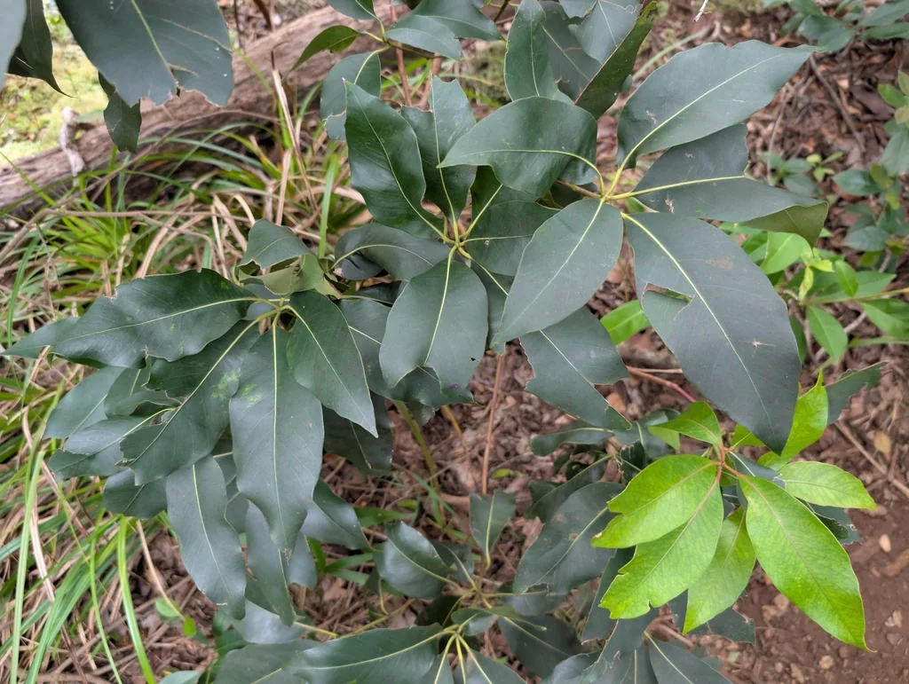 Lophostemon Confertus