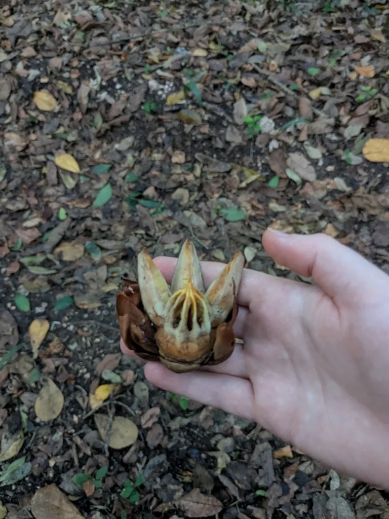 Clusia rosea