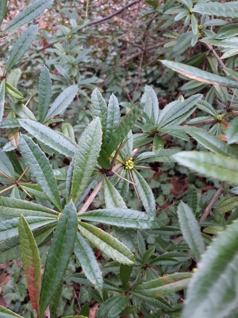 Berberis Julianae