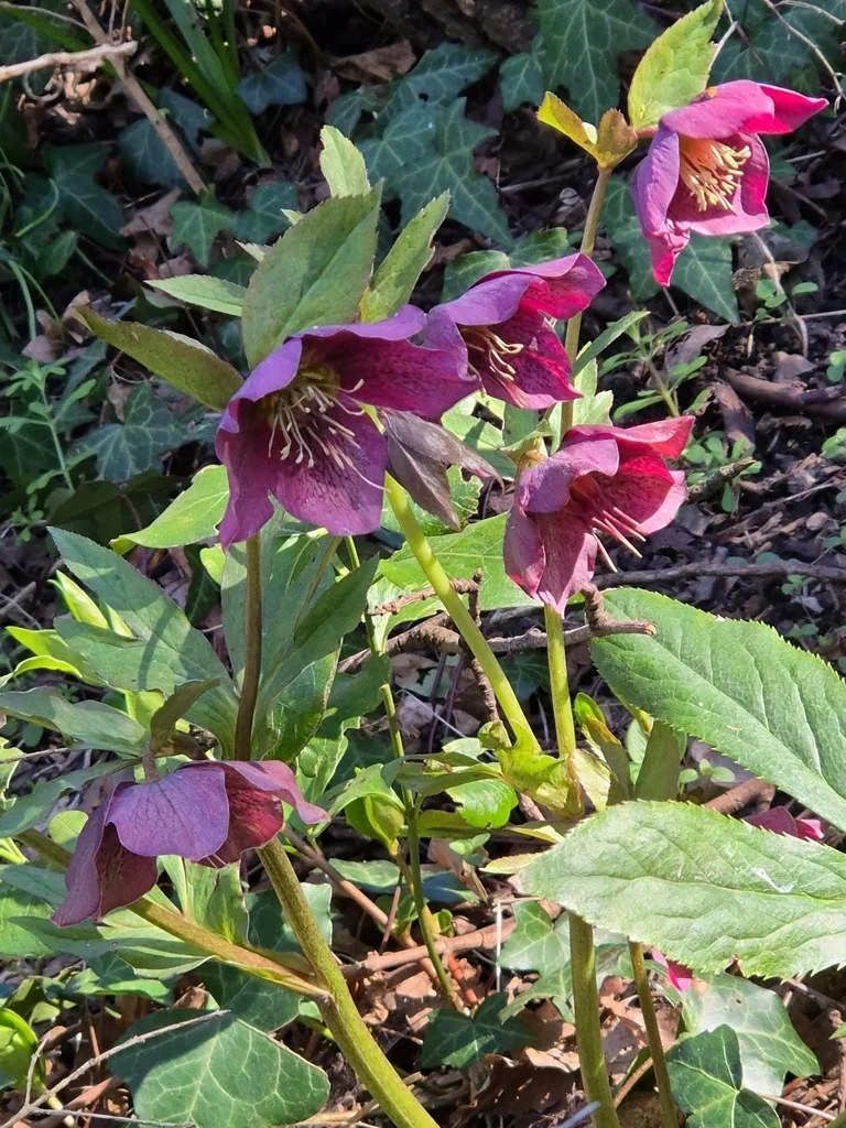 Helleborus Orientalis