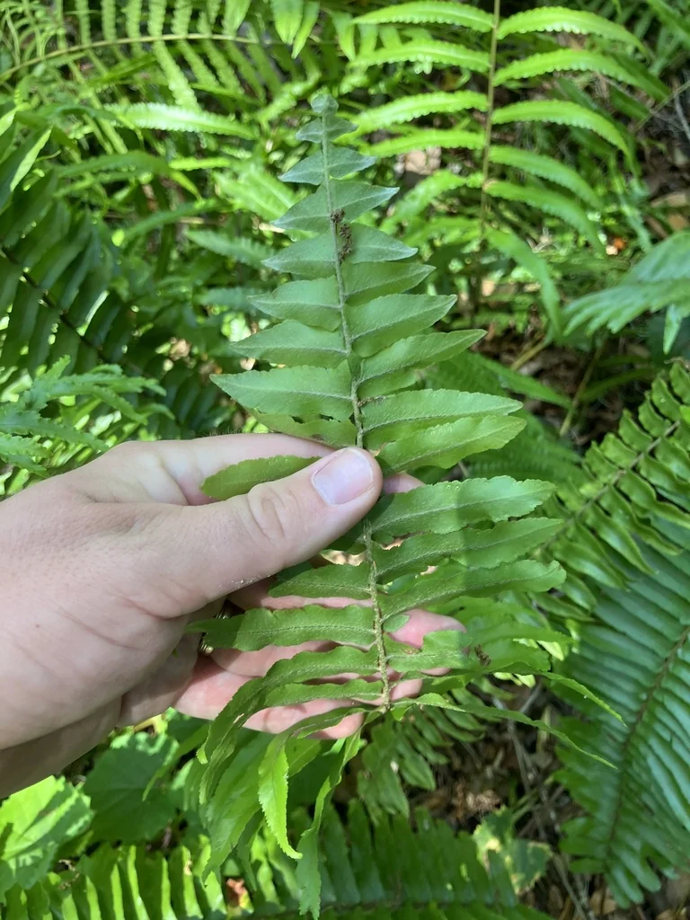 Nephrolepis Exaltata