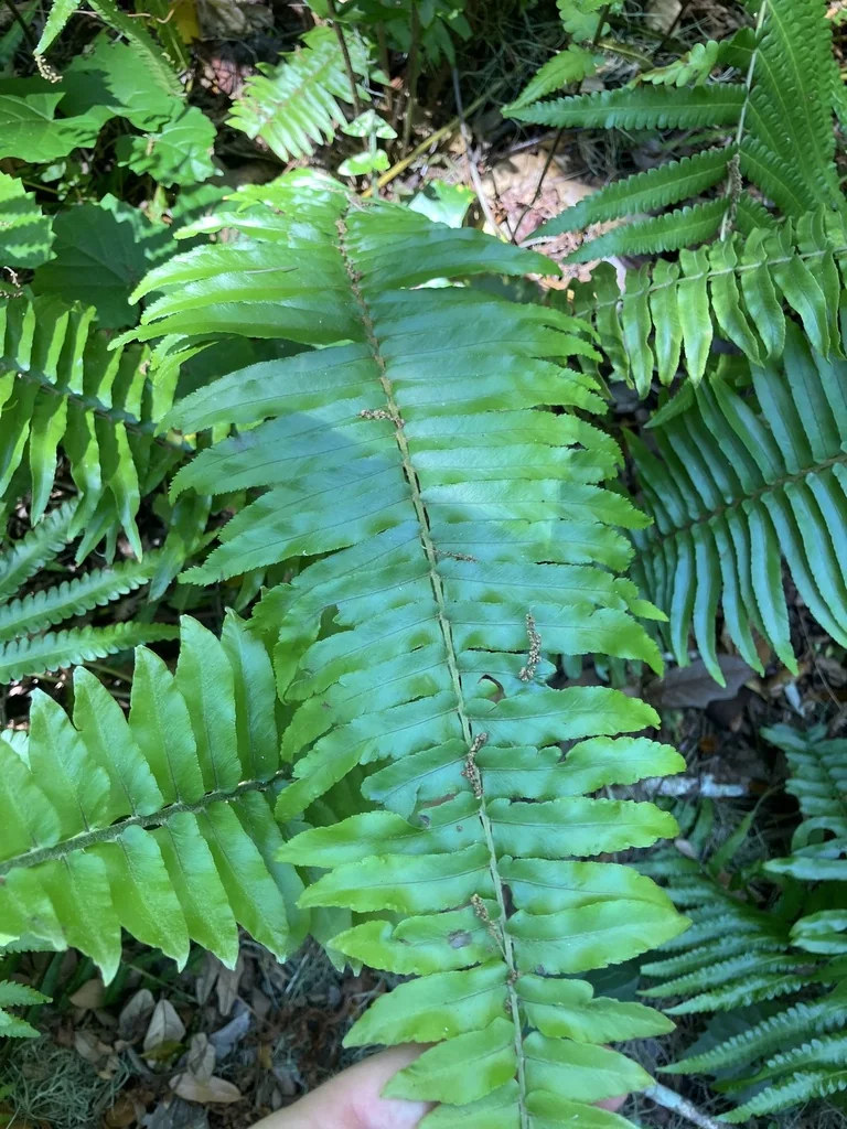 Nephrolepis Exaltata