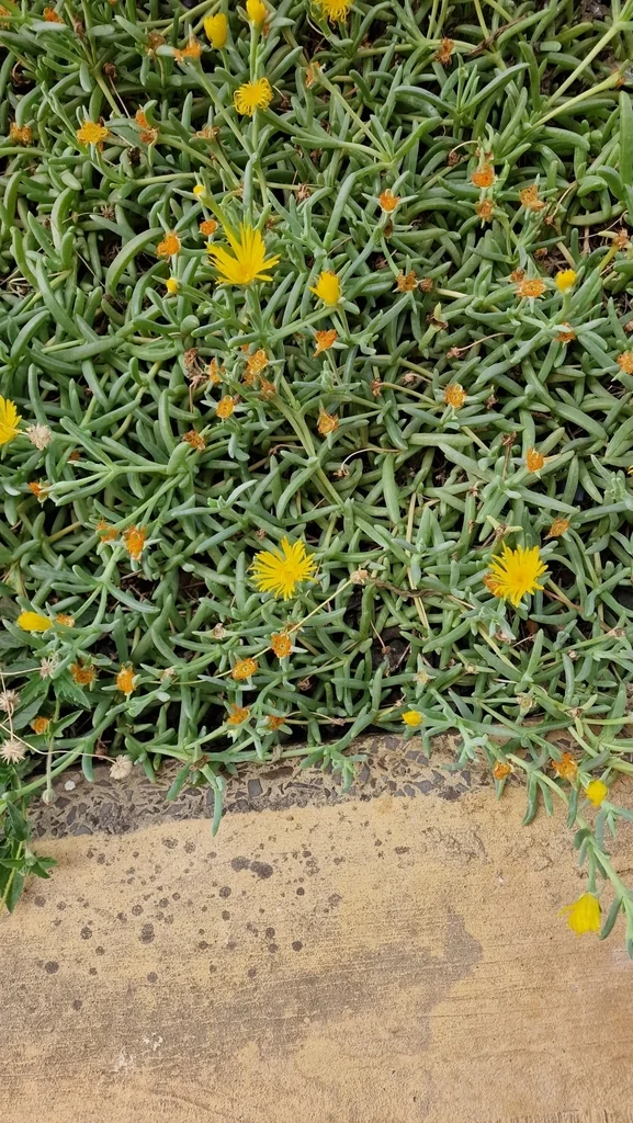 Malephora Lutea