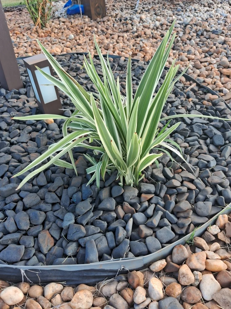 Chlorophytum comosum