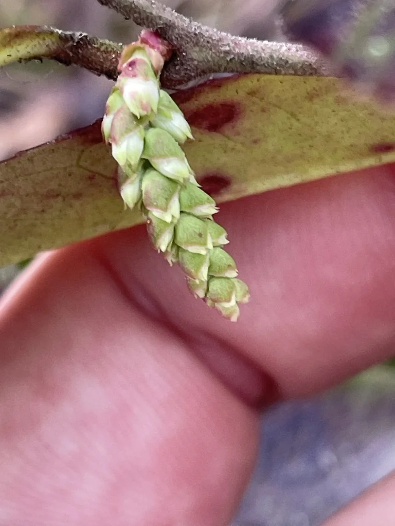 Leucothoe axillaris