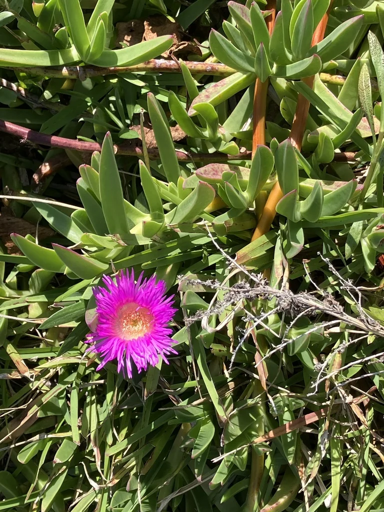 Carpobrotus Chilensis