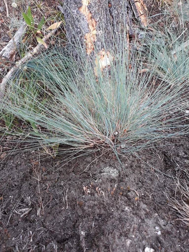 Festuca Idahoensis
