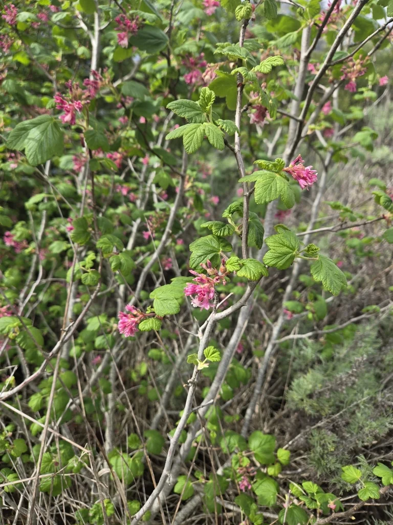 Ribes Sanguineum Glutinosum
