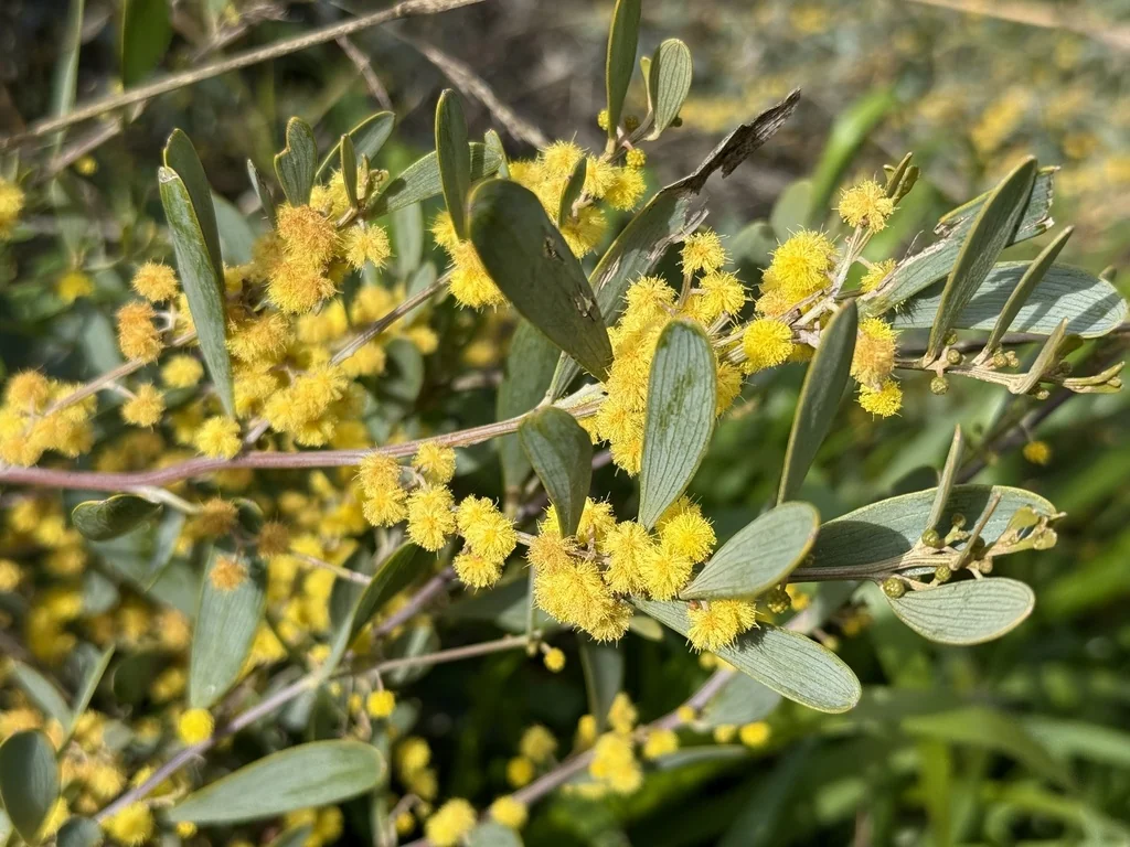 Acacia Redolens