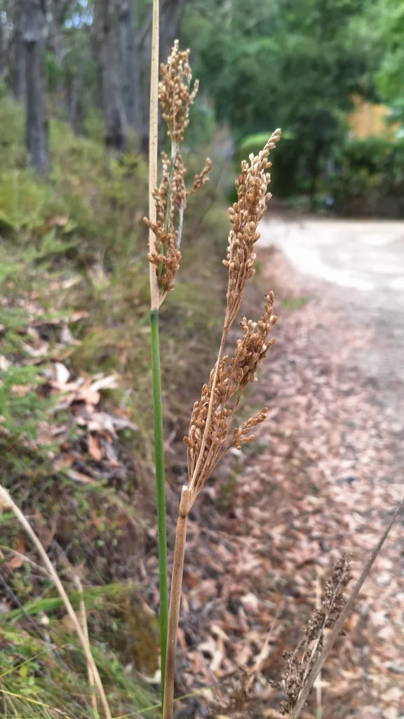 Juncus Pallidus