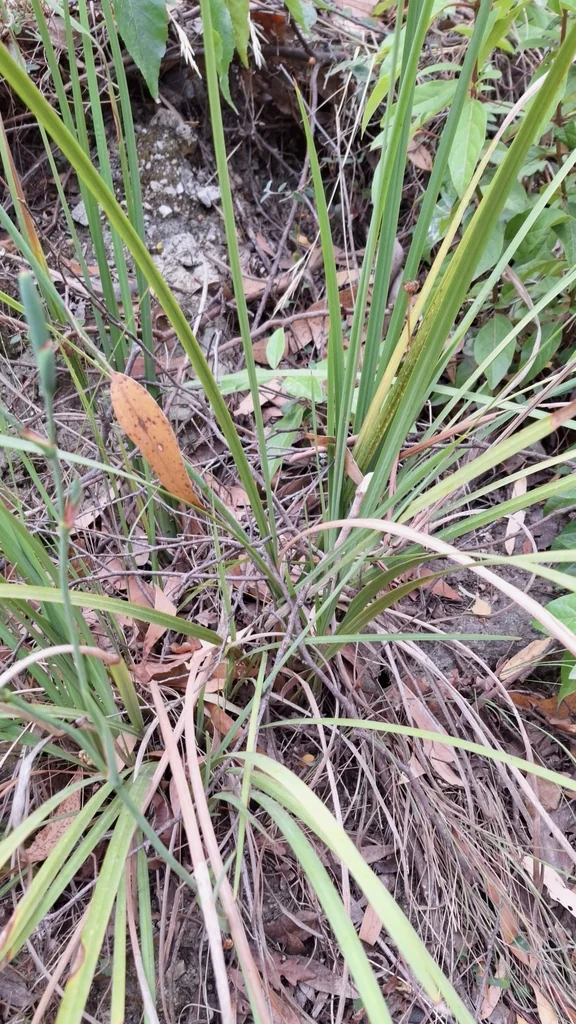 Dietes Bicolor