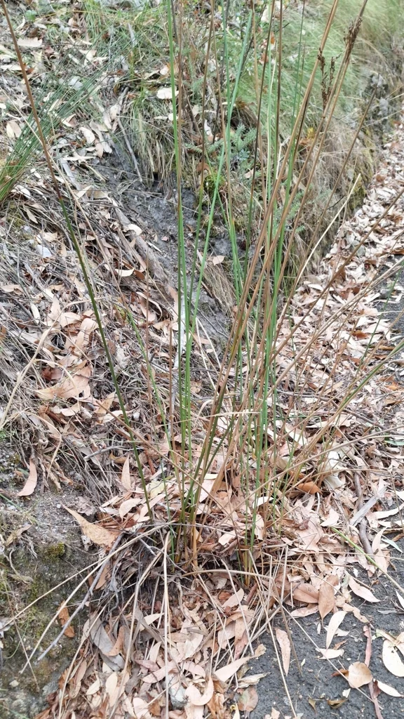 Juncus Pallidus