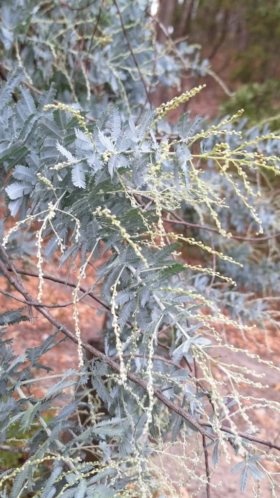 Acacia Baileyana
