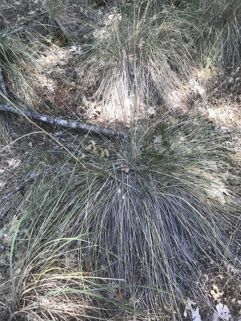 Festuca Californica