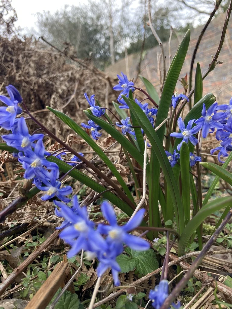 Chionodoxa Forbesii