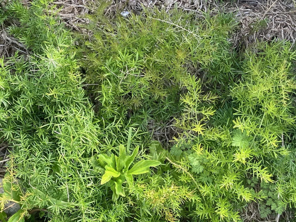 Asparagus densiflorus