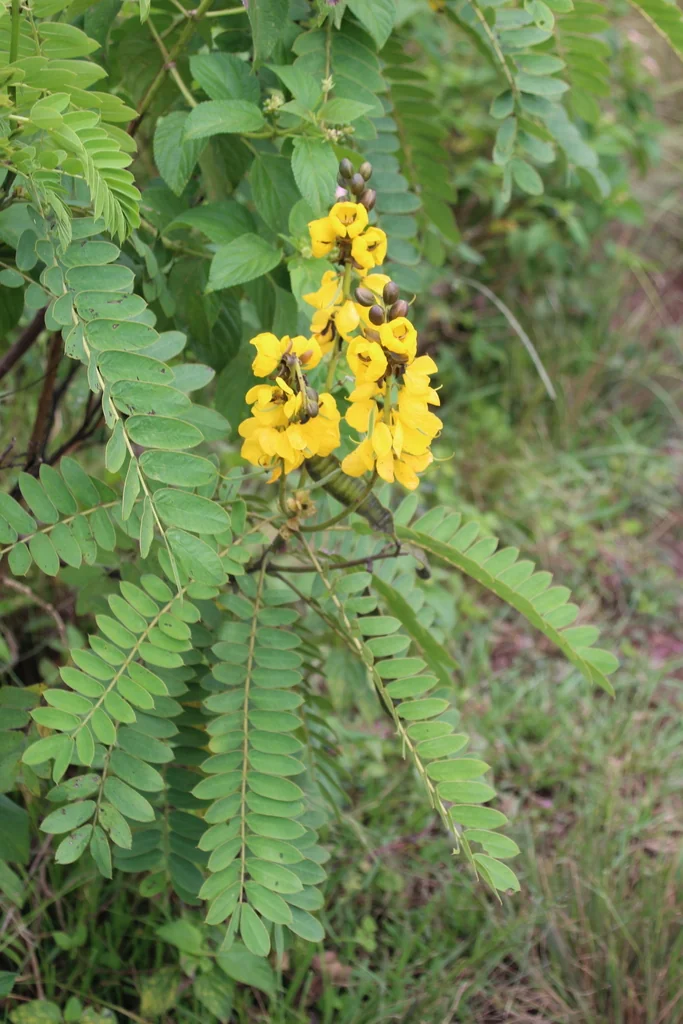 Senna Didymobotrya