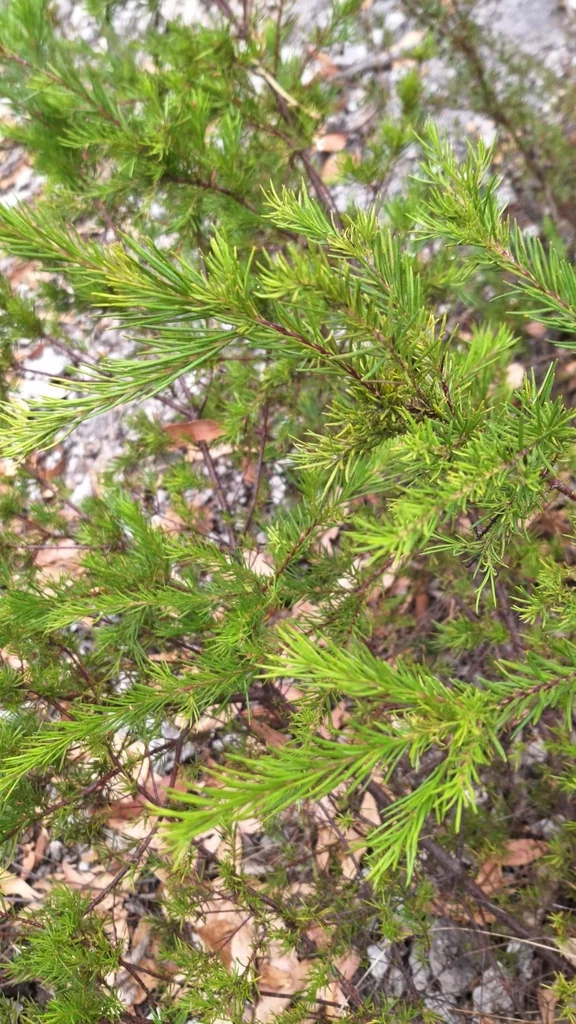 Grevillea Rosmarinifolia