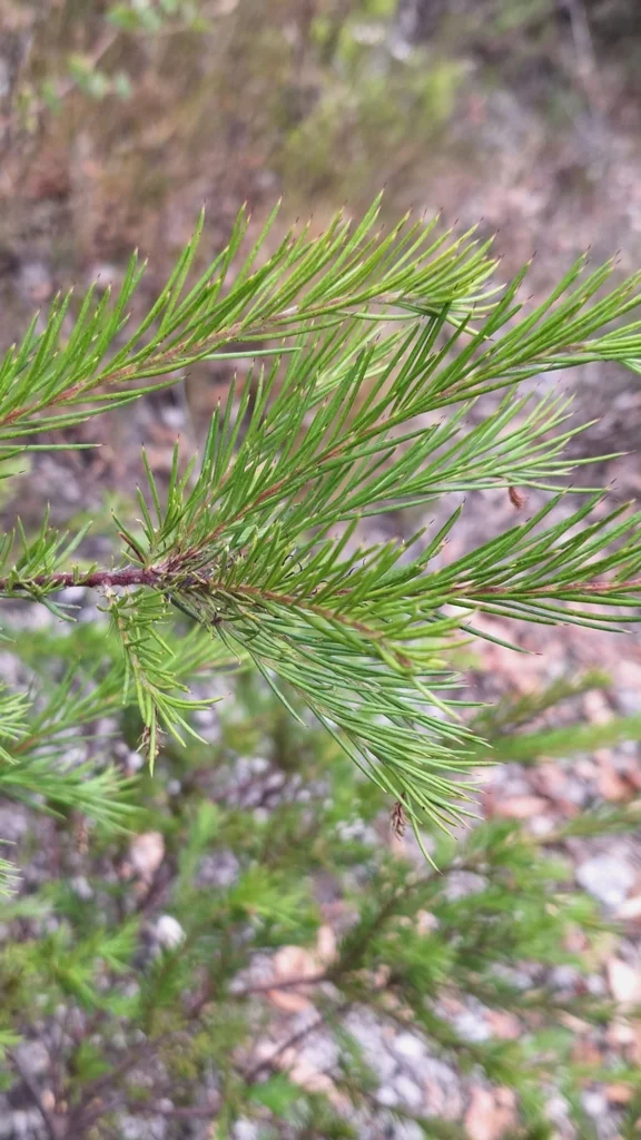 Grevillea Rosmarinifolia