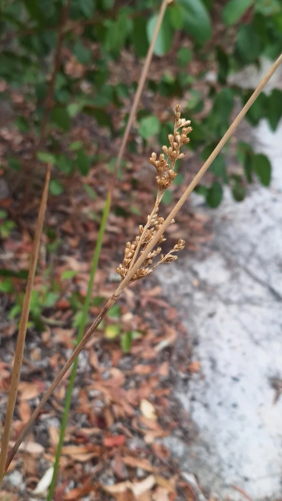 Juncus Pallidus