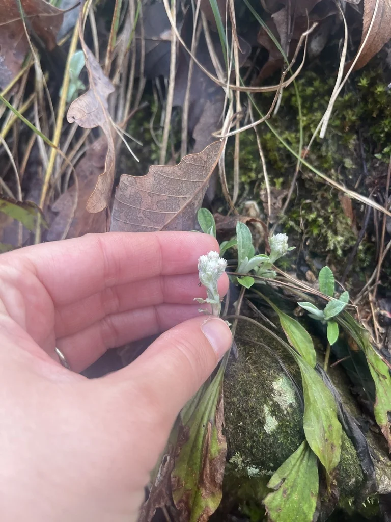 Antennaria Plantaginifolia