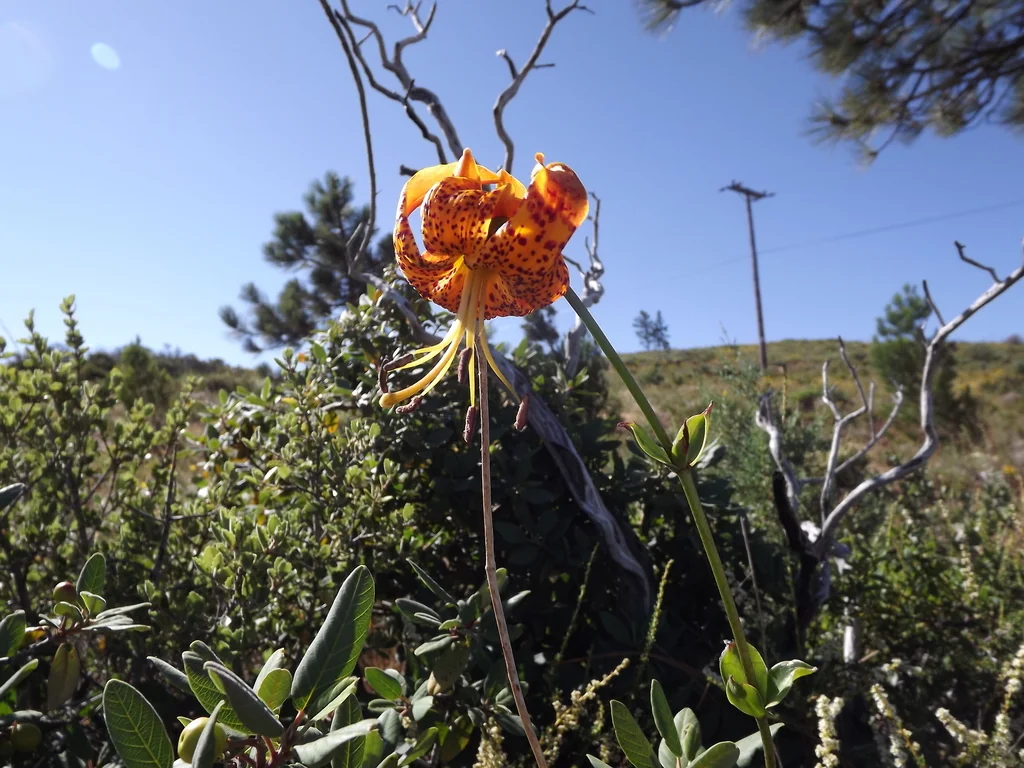 Lilium Humboldtii