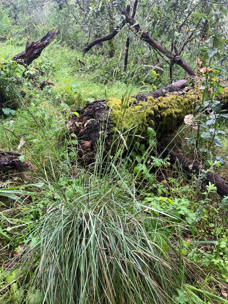 Festuca Californica