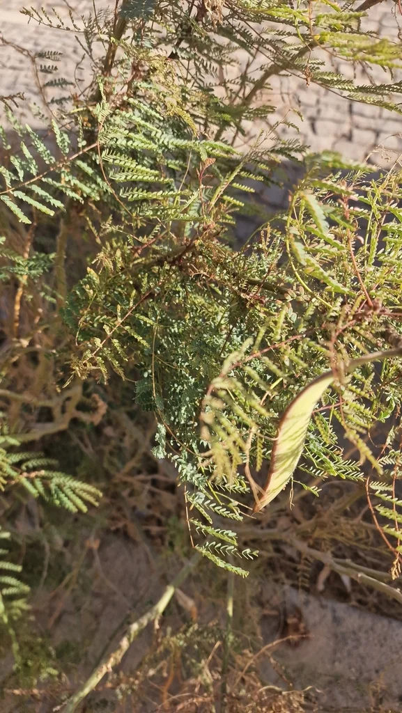 Caesalpinia Gilliesii