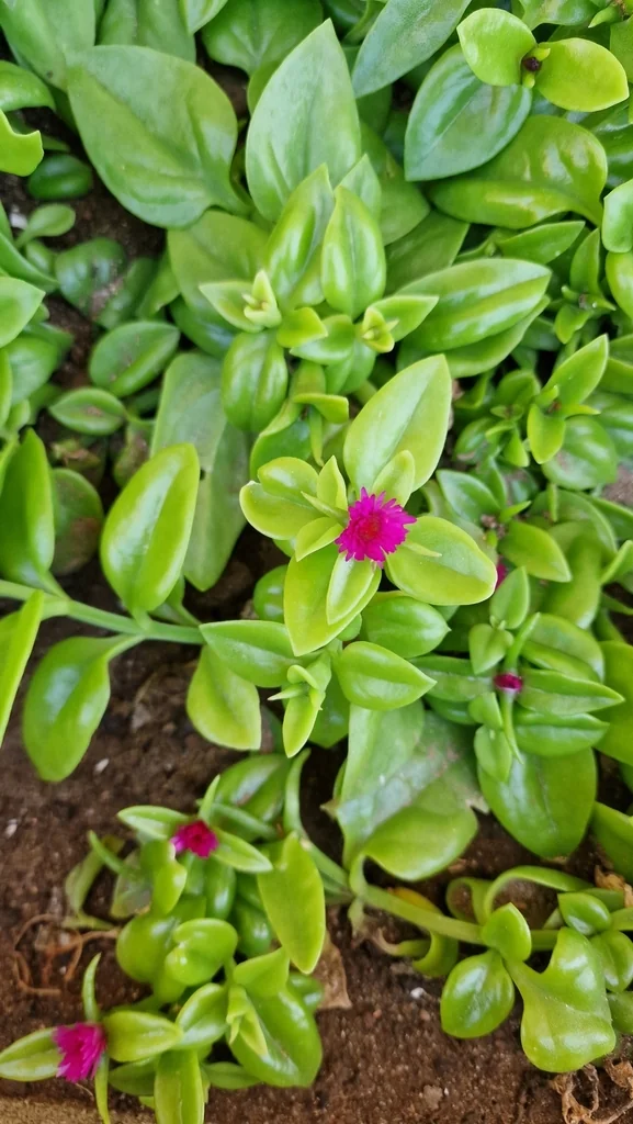 Aptenia cordifolia
