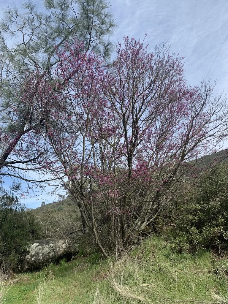 Cercis Occidentalis