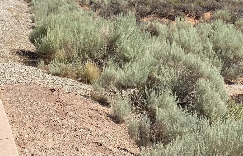 Artemisia Filifolia