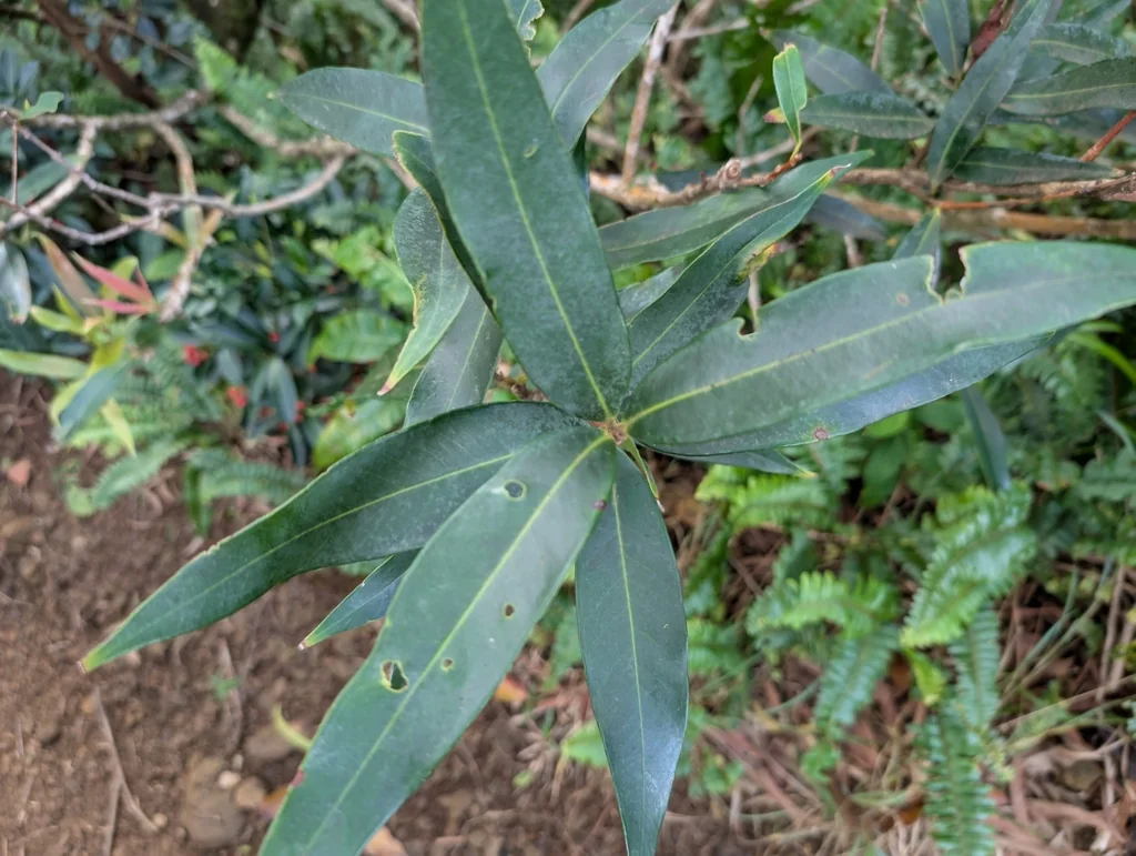 Syzygium Jambos