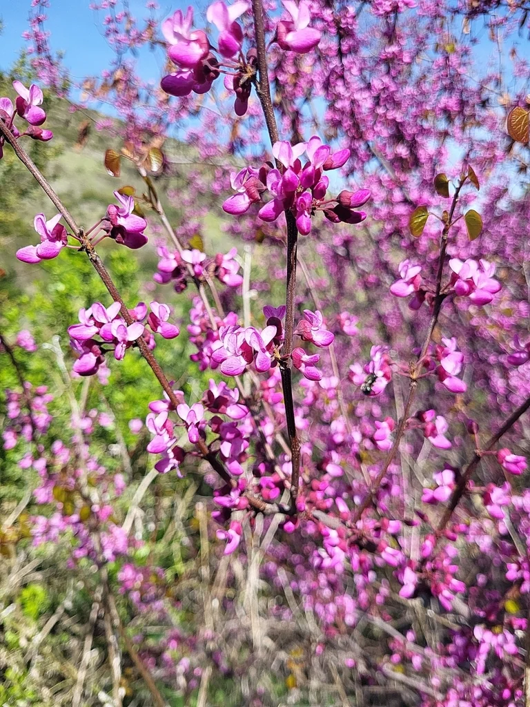 Cercis Occidentalis