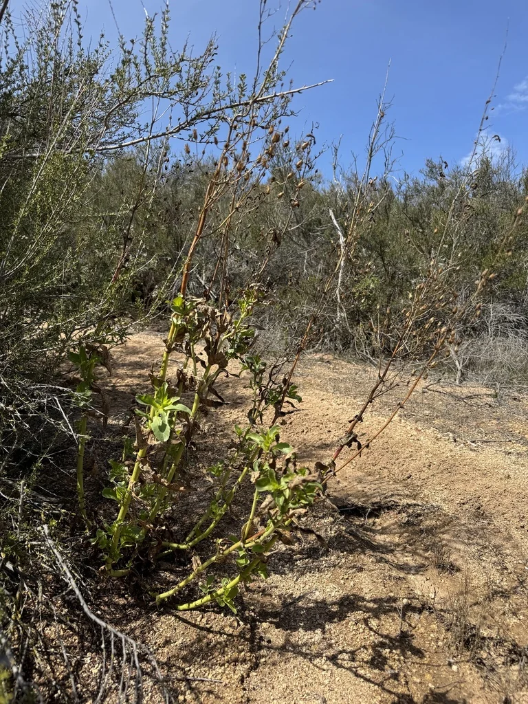 Penstemon Spectabilis