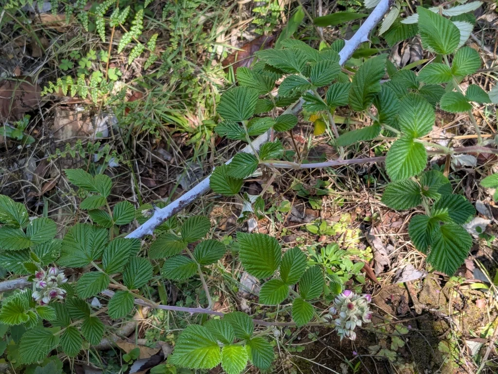 Rubus Niveus