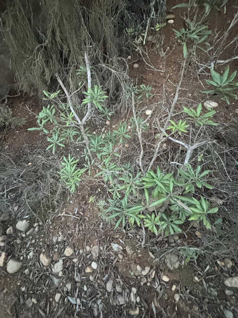 Comarostaphylis Diversifolia
