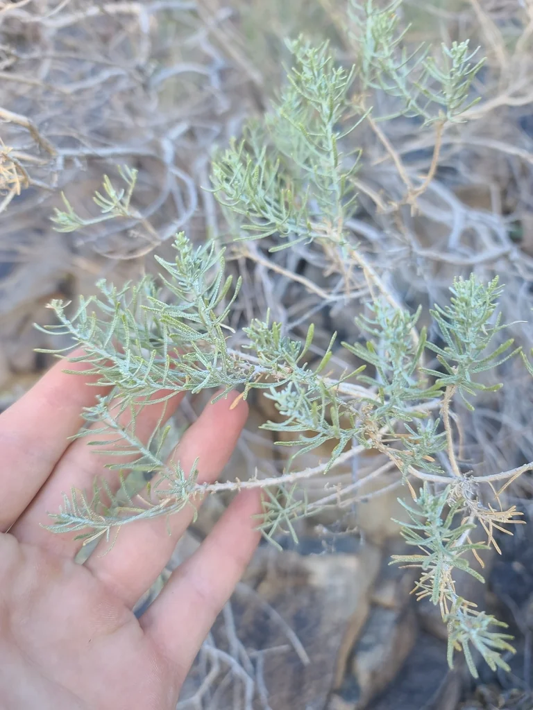Ericameria Laricifolia
